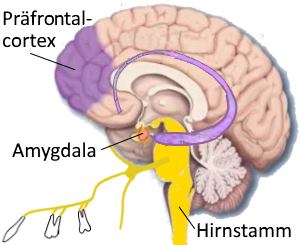 Trigeminus,Hirnstamm,Amygdala,Präfrontalcortex