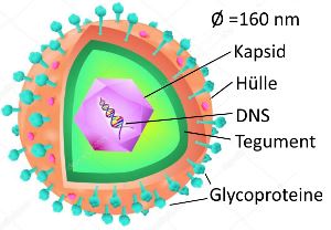 Herpes-simplex-Virus