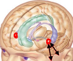 Limbischer Cortex