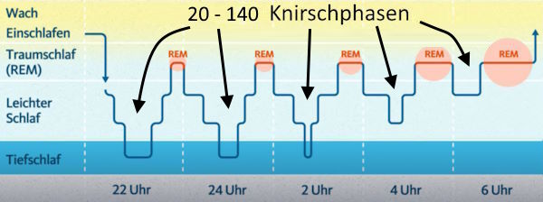 21Knirschphasen.jpg